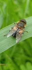 Eristalis similis