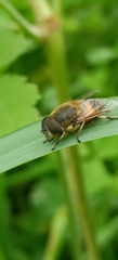 Eristalis similis