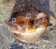 Anthessius navanacis