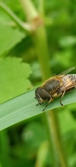 Eristalis similis
