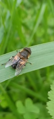 Eristalis similis