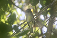 Empidonax occidentalis