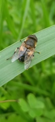 Eristalis similis
