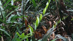 Acrostichum speciosum