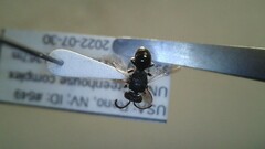 Hylaeus leptocephalus