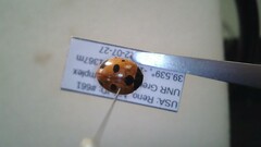 Coccinella
