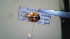 Coccinella