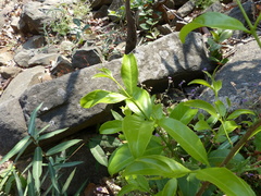 Salacia chinensis