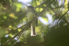 Empidonax occidentalis