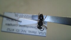 Hylaeus leptocephalus