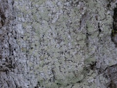 Lecanora thysanophora