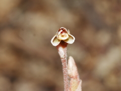 Danhatchia australis