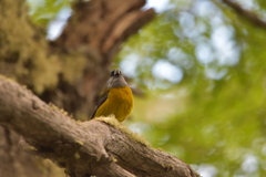 Phrygilus patagonicus