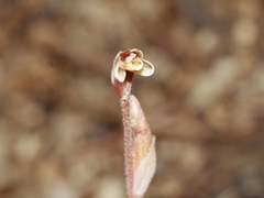 Danhatchia australis