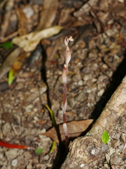 Danhatchia australis