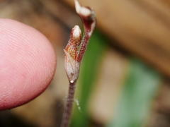 Danhatchia australis