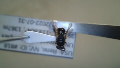 Hylaeus leptocephalus