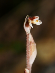 Danhatchia australis