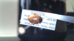 Hippodamia convergens