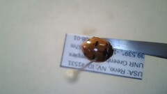 Coccinella