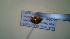 Coccinella