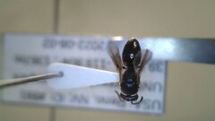 Hylaeus leptocephalus