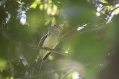 Empidonax occidentalis