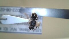Hylaeus leptocephalus