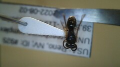 Hylaeus leptocephalus