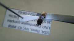 Hylaeus leptocephalus