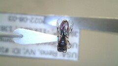 Hylaeus leptocephalus
