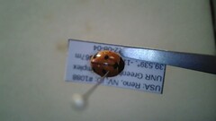 Coccinella