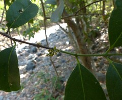 Salacia chinensis
