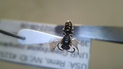 Hylaeus leptocephalus