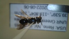 Hylaeus leptocephalus