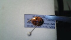 Coccinella