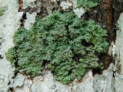 Pyxine albovirens