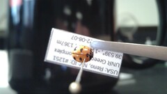 Coccinella