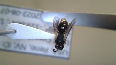 Hylaeus leptocephalus