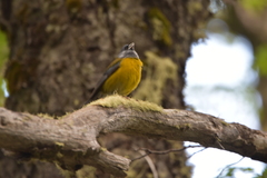 Phrygilus patagonicus