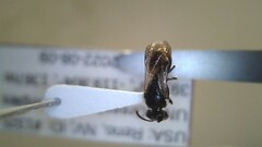 Hylaeus leptocephalus