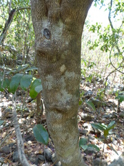 Salacia chinensis