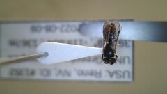 Hylaeus leptocephalus