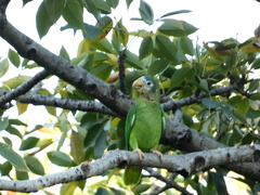 Amazona collaria