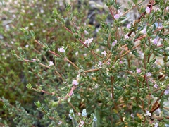 Frankenia pauciflora