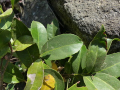 Salacia chinensis