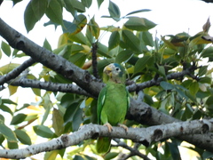 Amazona collaria