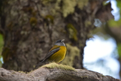 Phrygilus patagonicus