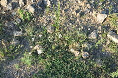 Glandularia platensis