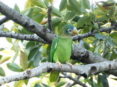 Amazona collaria